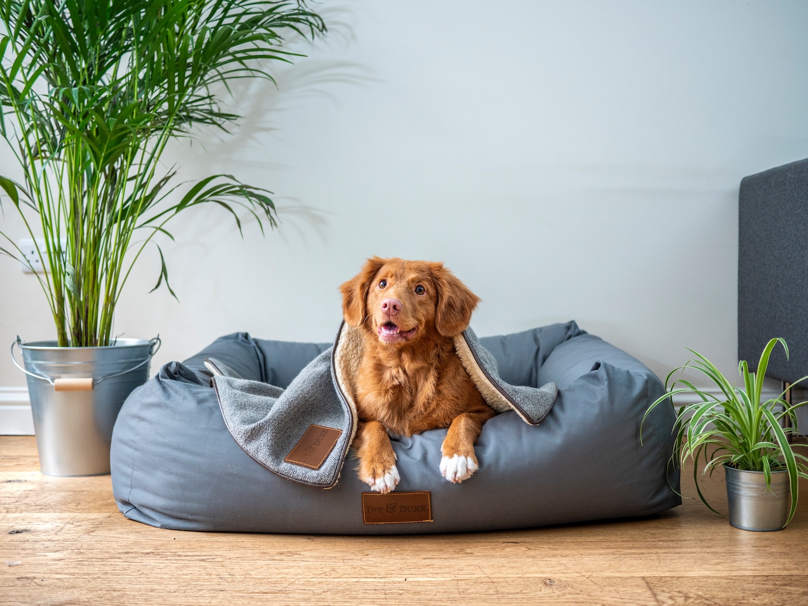 Unlocking the Benefits of Pet Care with Expert Advice